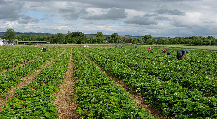 Crop Picker Forth slide